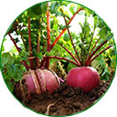 三無(wú)產(chǎn)品，綠色健康